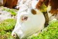 Detail of brown white cow head eating grass. Photographed outdoors. Alpine cows. Farm animals. Dairy products. Agriculture concept