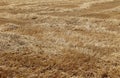 A brown ayellow spike meadow as background