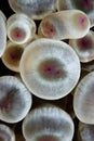 Detail of a Bubble anemone (Entacmaea quadricolor) Royalty Free Stock Photo