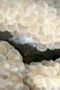 Detail of bubble coral Royalty Free Stock Photo