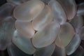 Bubble Coral Detail on Reef in Indonesia