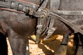 Detail of buckles and straps of a horse used for the transportation of carriages