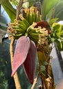 Image of a banana tree, with its banana buds. Royalty Free Stock Photo