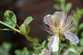 Detail of buds and a beautiful caper flower (Capparis spinosa) Royalty Free Stock Photo