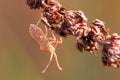 Detail of bug in forest, Hemiptera Heteroptera Royalty Free Stock Photo