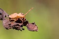 Detail of bug in forest, Hemiptera Heteroptera Royalty Free Stock Photo