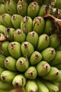 detail of a bunch of green unripe bananas close up on a tree