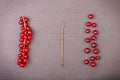 Detail bunch of red currants with a stem