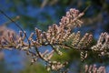 Detail of a bunch of tiny pink flower buds on a branch
