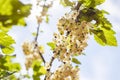 Detail of a bunch of white currant on a branch against blue sky, during summer