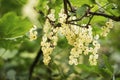 Detail of a bunch of white currant on a branch