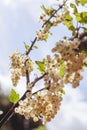 Detail of a bunch of white currant on a branch with leaves and b