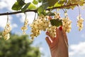 Detail of a bunch of white currant on a branch with leaves and b