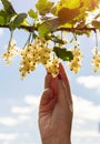 Detail of a bunch of white currant on a branch with leaves and b