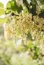 Detail of a bunch of white currant on a branch with leaves