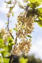 Detail of a bunch of white currant on a branch with leaves