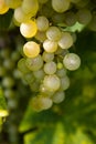 Bunch of grapes Royalty Free Stock Photo