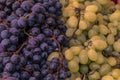 Detail of bunches of grapes