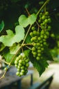 Detail of bunches of white grapes, when they are still green unripe in summer, on the vine Royalty Free Stock Photo