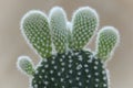 Detail of Bunny ears cactus (Opuntia microdasys)