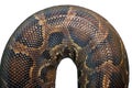 Detail on burmese python skin Royalty Free Stock Photo