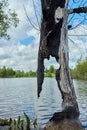 Detail of a burnt out trunk of a pollarded willow after a lightning strike. Royalty Free Stock Photo