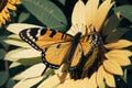 Detail of a butterfly perched on a sunflower