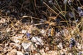 Detail of a butterfly pollinating a lavender plant with lilac flowers on a hot summer day in Catalonia, Spain Royalty Free Stock Photo