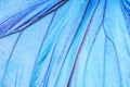 Detail of a butterfly wing