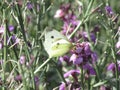 Cabbage white butterfly sitting on the flower Royalty Free Stock Photo