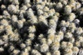 Detail of a cactus in the andean mountains