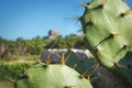 Detail of cactus with blurred maya ruins with blue sky, Tulum, Mexico