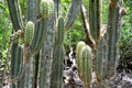 Detail of cactus flower, Playa Larga Royalty Free Stock Photo