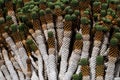 Detail of cactus growing in the desert volcanic island of Lanzarote Royalty Free Stock Photo