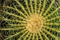 Detail of cactus with its thorns Royalty Free Stock Photo