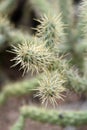 Detail of cactus needles