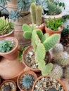 Detail of a cactus plants in terracotta pots.