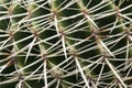 Detail Of Cactus Thorns
