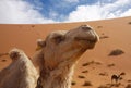 Detail of camel at Merzouga