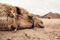 Detail of camel`s head in the desert with funny expression Royalty Free Stock Photo