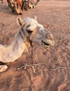 Wadi Rum protected area with camels - ships of the desert Royalty Free Stock Photo