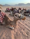 Wadi Rum protected area with camels - ships of the desert Royalty Free Stock Photo