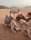 Wadi Rum protected area with camels - ships of the desert Royalty Free Stock Photo