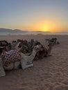 Wadi Rum protected area with camels - ships of the desert Royalty Free Stock Photo