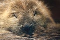 Canadian beaver detail Royalty Free Stock Photo