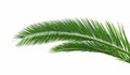 Detail of canary palm foliage Phoenix canariensis Royalty Free Stock Photo