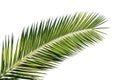 Detail of canary palm foliage Phoenix canariensis Royalty Free Stock Photo