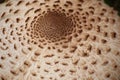 Detail of cap of the edible parasol mushroom (Macrolepiota procera) Royalty Free Stock Photo