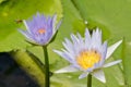 Detail of cape waterlily being pollinated.