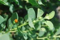 Caper plant with ladybug